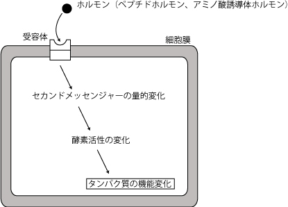 ホルモン、オキシトシン、リラキシン、妊娠