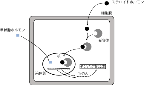 妊娠、エストロゲン、マタニティ、針灸